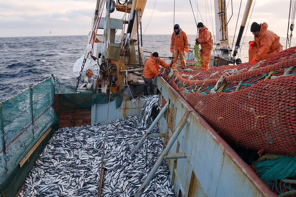 Почему сайра подорожала и какие рыбные альтернативы выбирают покупатели